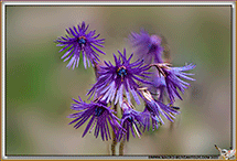 Soldanelles